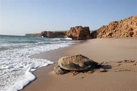 Ras Al Jinz Oman